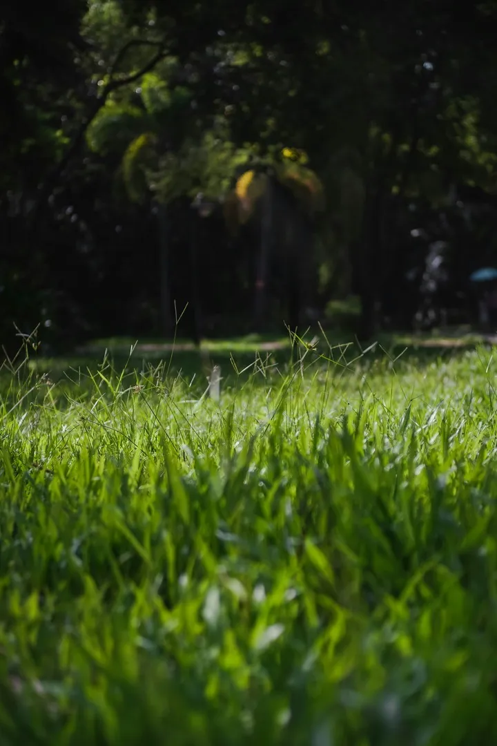Grass
